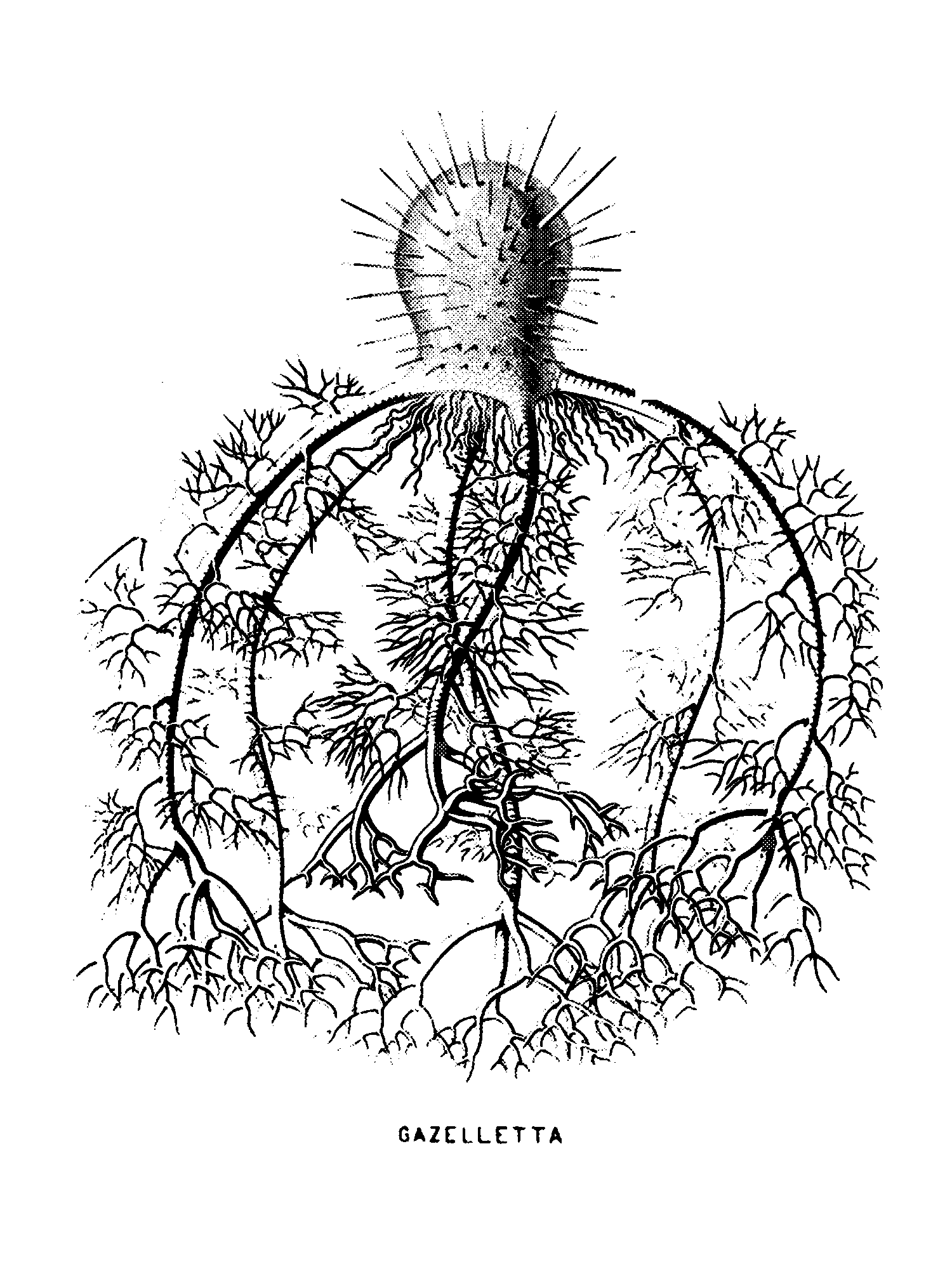 Radiolaria (Challenger) Plate 118 print