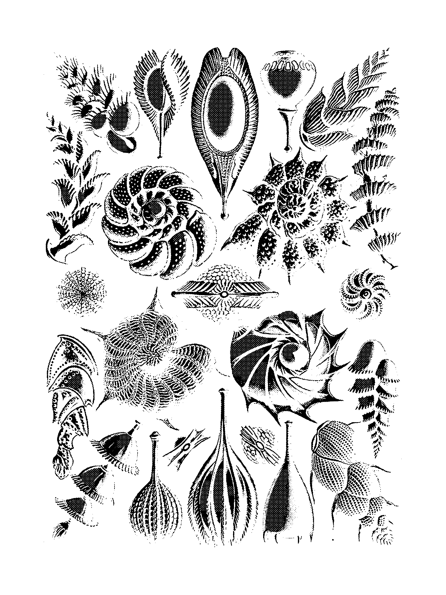 Thalamophora, Plate 81 print