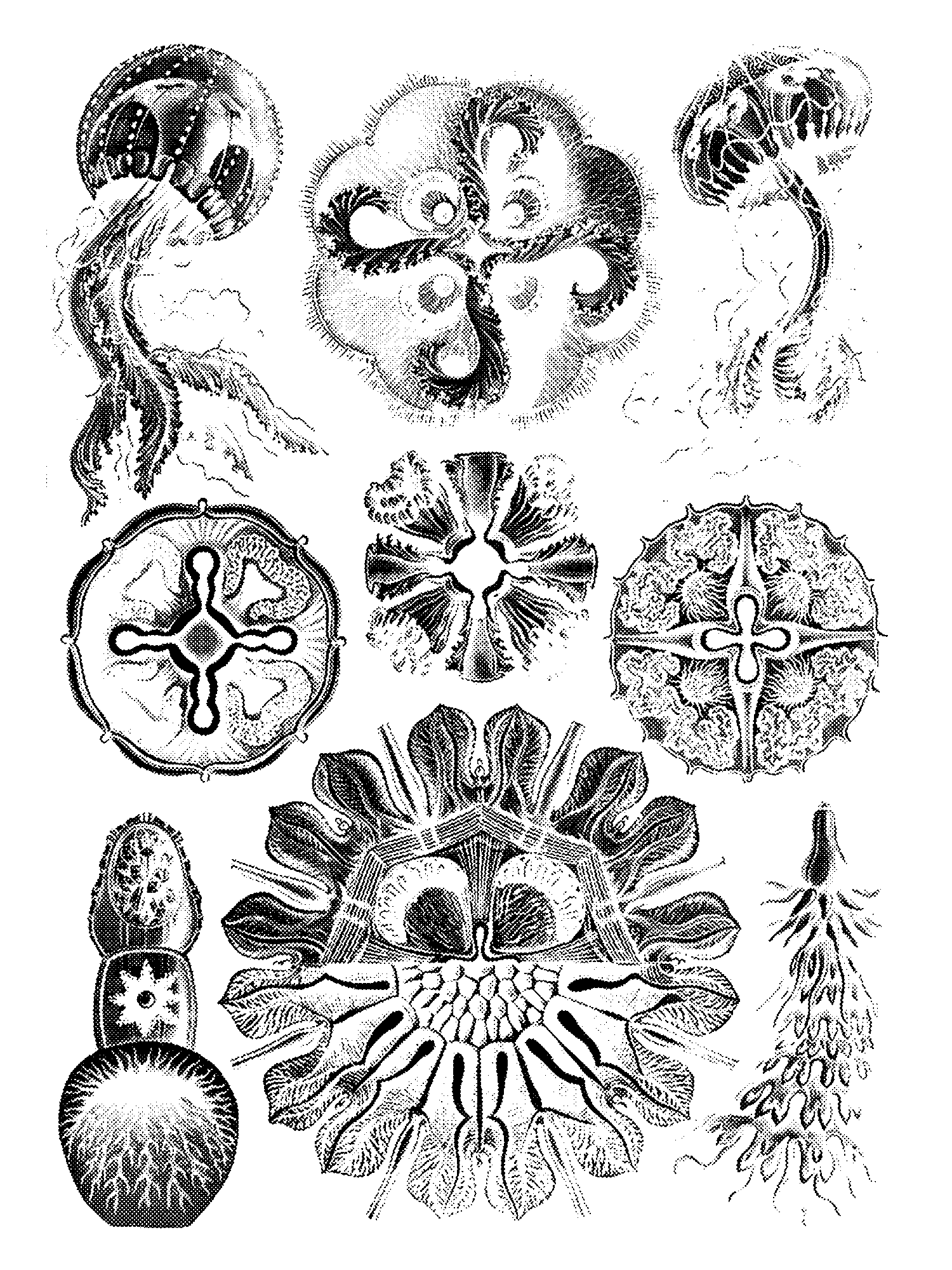 Discomedusae, Plate 98 print